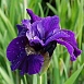 Ирис сибирский 'Рафлд Велвет'