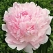Пион молочноцветковый 'Алиса Хардинг' (розовый)