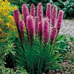 Лиатрис колосковый 'Кобольд'