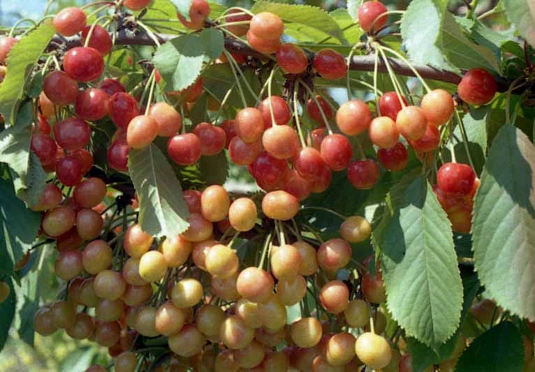 Черешня 'Зорька'