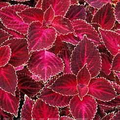 Колеус Блюма 'Визард Вельвет Ред' (красный)