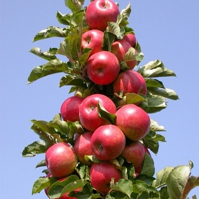 Яблоня колоновидная 'Джин'