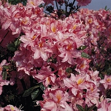 Рододендрон желтый (азалия) 'Раймунде' (розовый)