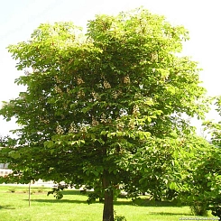 Каштан конский 'Баумани'