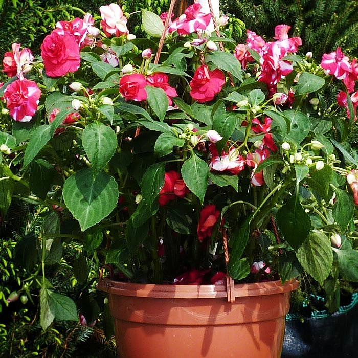 Бальзамин Уоллера