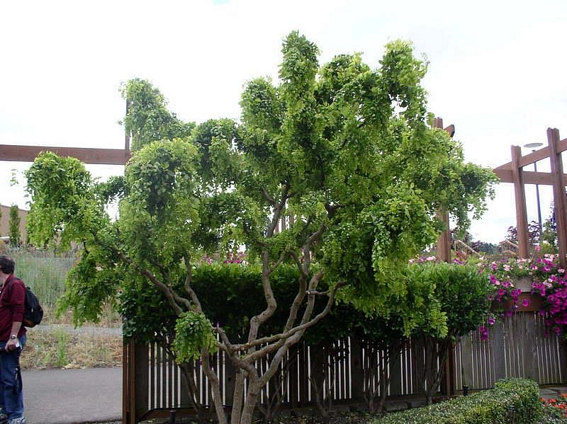 Робиния псевдоакация 'Твисти Бэби'