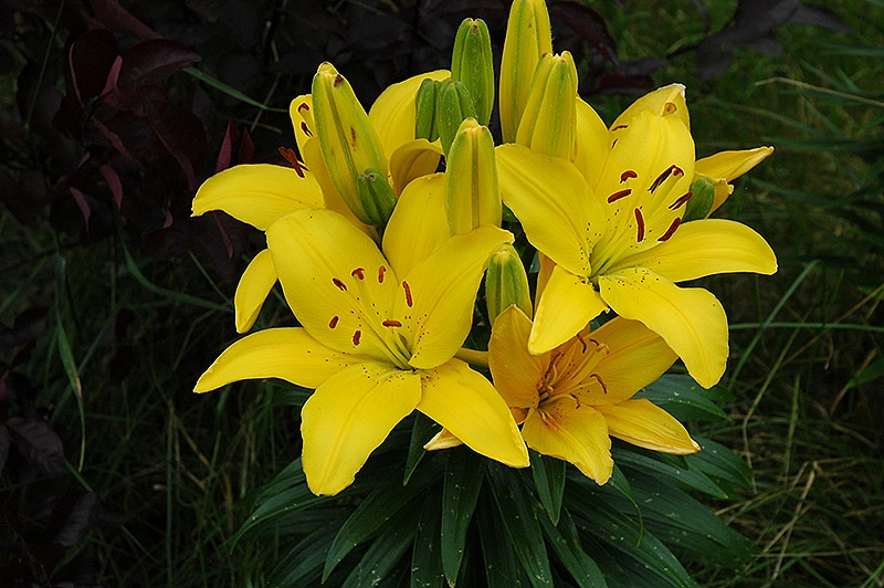 Лилия 'Баттер Пикси'