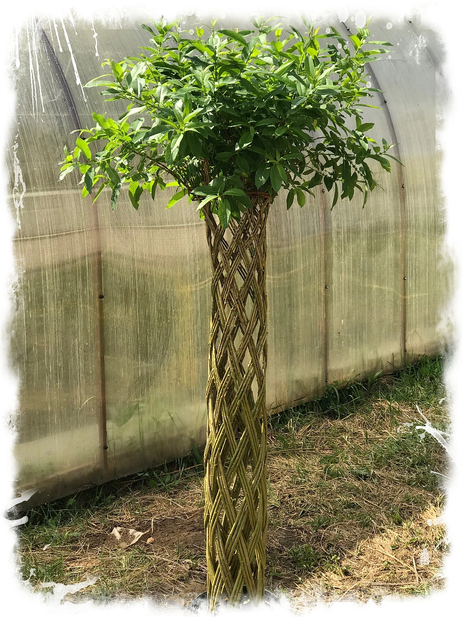 Ива разносортная (плетение)