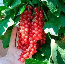 Смородина красная 'Щедрая'