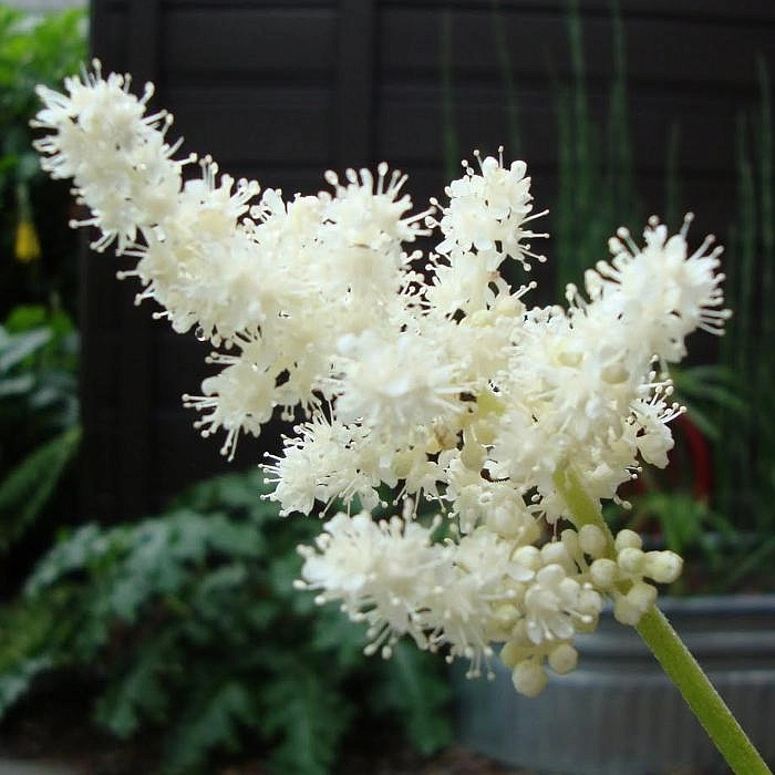 Астильбоидес пластинчатый