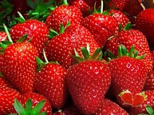 Земляника (клубника) 'Талисман'