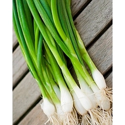 Семена Лук батун