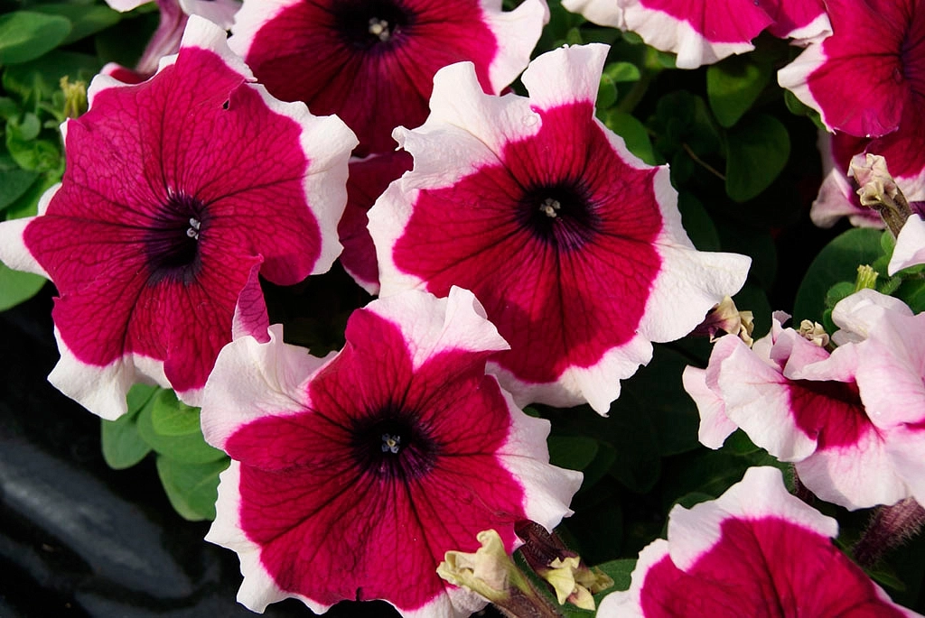 Петуния (сурфиния) гибридная 'Лимбо GP Бургунди Пикоти' (бургунди с каймой)