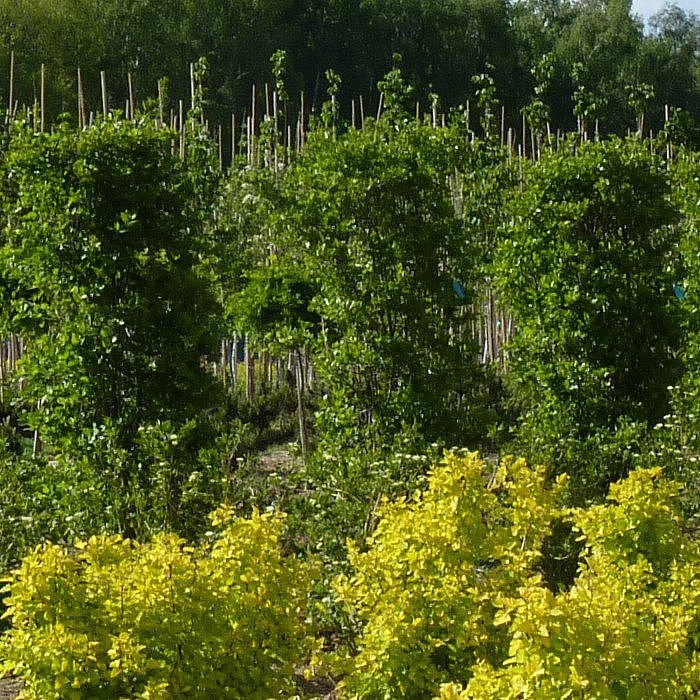 Боярышник сливолистный