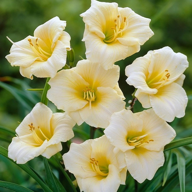 Лилейник гибридный 'Лонгфилдс Перл'