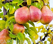 Груша 'Выставочная'