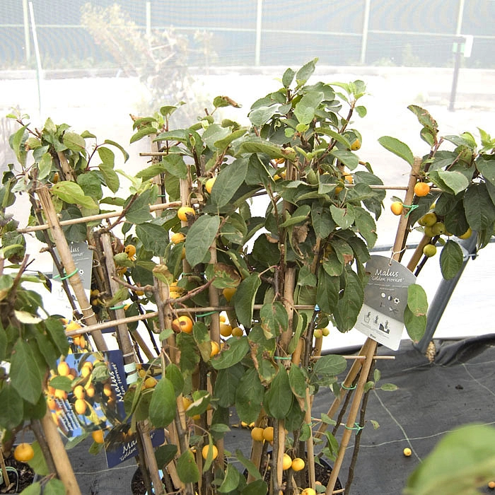 Яблоня домашняя 'Голден Корнет ' шпалера