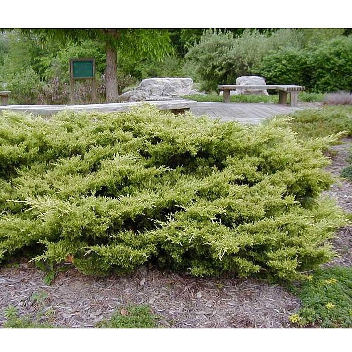 Можжевельник средний 'Голд Коаст'