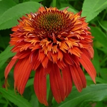 Эхинацея пурпурная 'Хот Папайя'