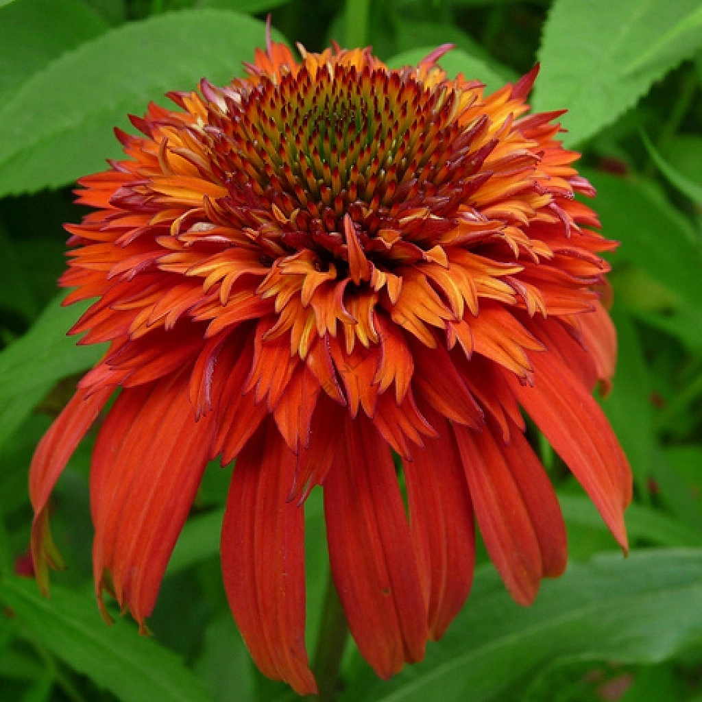 Эхинацея пурпурная 'Хот Папайя'