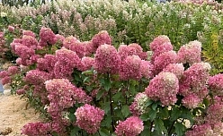 Гортензия метельчатая 'Краса Лесково' Гортензия метельчатая 'Краса Лесково'