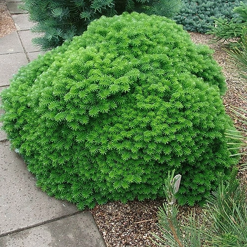 Пихта корейская 'Цис'