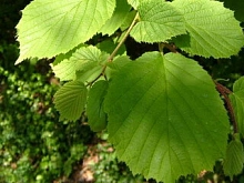 Орех лесной или фундук