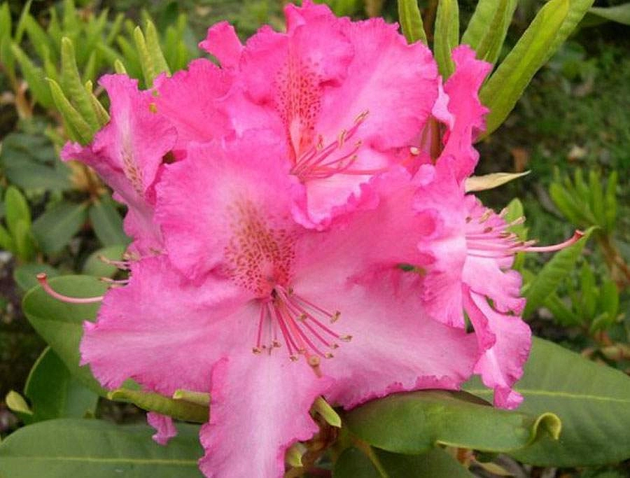 Рододендрон гибридный 'Анастасия' (розовый)