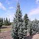 Ель колючая 'Исели Фастигиата'