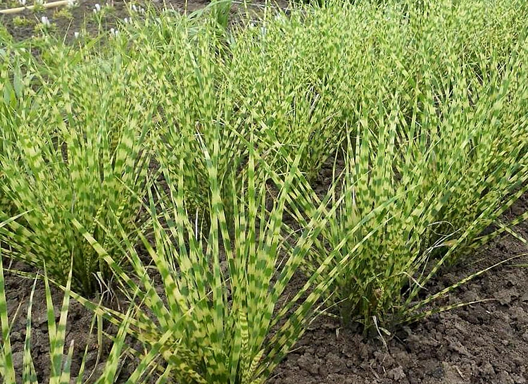 Мискантус китайский 'Голд Бар'