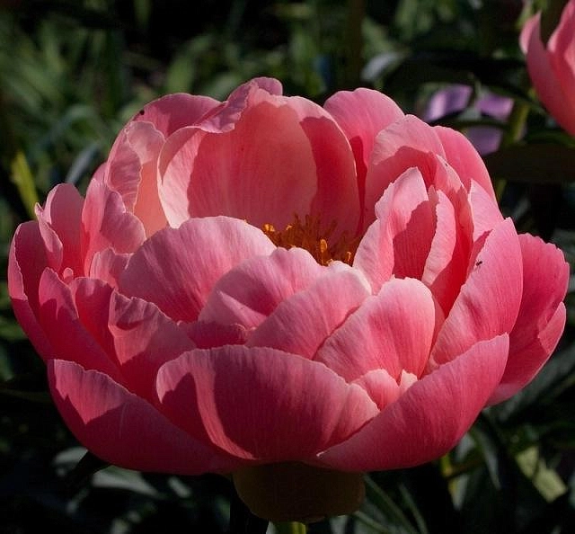 Пион молочноцветковый 'Корал Чарм' (кораловый светлый)