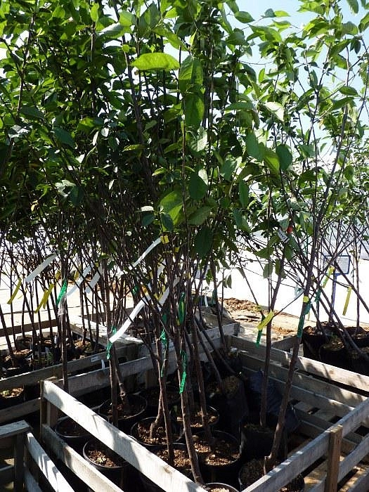 Вишня обыкновенная 'Владимирская'