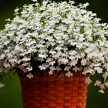 Лобелия эринус ампельная 'Регатта Уайт' (белая)