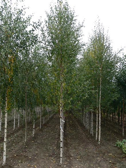 Береза повислая 'Звитсерс Глори'