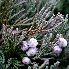 Можжевельник горизонтальный Вилтонии (Wiltonii)