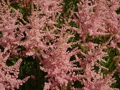 Астильба Арендса 'Эрика' (бронзово - розовая) Астильба Арендса 'Эрика' (бронзово - розовая)