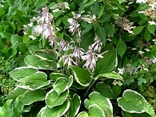 Хоста Форчуна 'Франси'