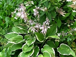 Хоста Форчуна 'Франси'