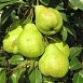 Груша 'Августовская роса' Груша 'Августовская роса'