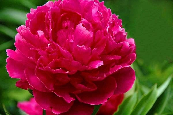 Пион молочноцветковый 'Канзас' (малиновый)