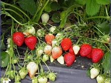 Земляника (клубника) 'Берегиня'