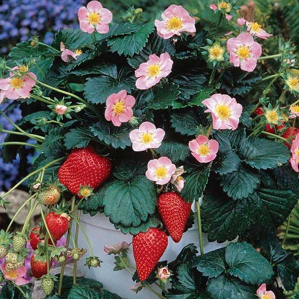 Земляника (клубника) 'Мерлан'