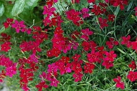 Гвоздика травянка (красная)