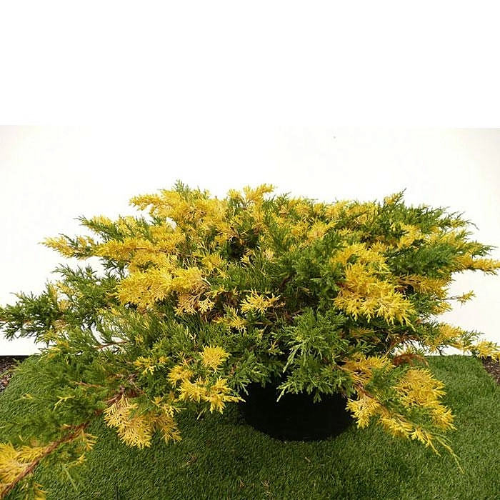 Можжевельник китайский 'Экспанса Вариегата'