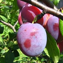 Слива 'Кооперативная'