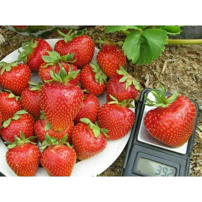 Земляника (клубника) 'Свитхарт'