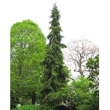 Ель сербская 'Пендула Брунс'