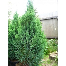 Можжевельник китайский 'Монарх'