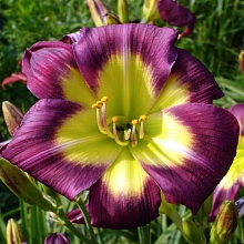 Лилейник гибридный 'Найт Бекон'