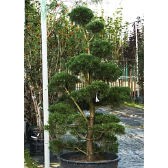 Сосна обыкновенная формованная